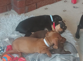 1 male 1 female