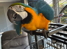 Tame Blue and gold Macaw Male