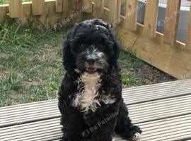 **READY NOW** F1 Cockapoo Pups
