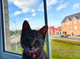 Saffy needs a home