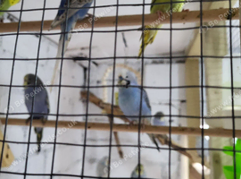 Baby budgies for sale