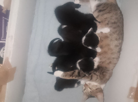 Mixed breed kittens
