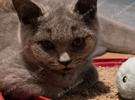 LULU-gorgeous British Shorthair