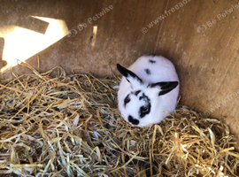 Very friendly buck rabbit