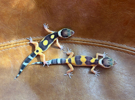 Leopard gecko babies