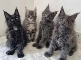 Purebred Maine Coon kittens