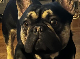 Stunning French bull dog for stud