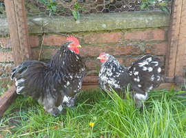 Pekin bantams