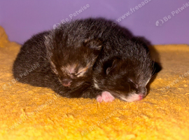 2 adorable kittens