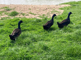 4 Drakes for sale (3 x Cayuga , 1 x Magpie)