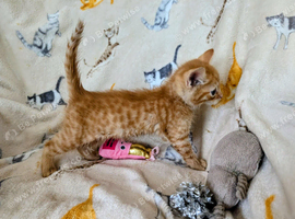 Striking Ginger Tabby male kitten     RE AVAILABLE