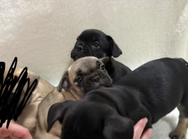 Beautiful French Bulldog Puppies For Sale &ndash; Ready Soon (first week in June)
