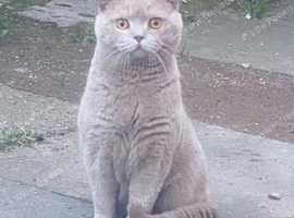 Gccf active lilac male stunning and sweet Make me an offer