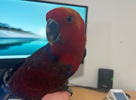 Hand Reared Female Eclectus Parrot