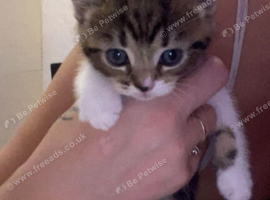 kittens