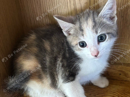 Kittens ready now