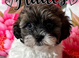 Shipoo Male puppie ready now