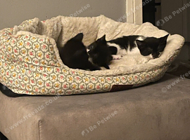 Kittens