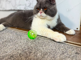 British shorthair