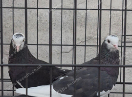 Mixed pigeons