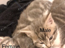 Extremely Cute tabby cats