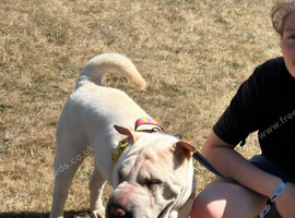 Platinum Shar Pei Female