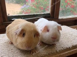 Sweet Baby Short Coated Satin Guinea Pig Boars