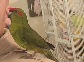 Tame kakariki chicks