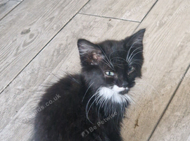Ragdoll cross maincoon kittens