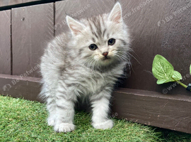 MAIINE COON X SIBERIAN FOREST CAT