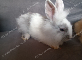 Lionhead baby bucks