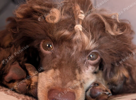 Brown merle & tan toy poodle