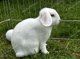 Mini lops for sale