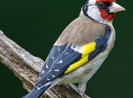 WANTED Goldfinch