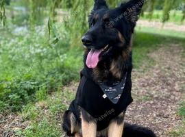 German shepherd