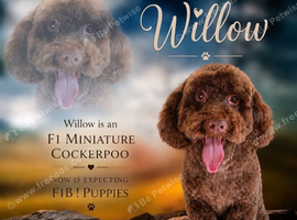 Extensively health tested parents! f1b mini cockapoo