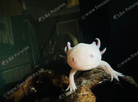 Male axolotl