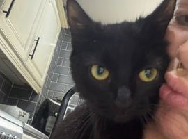 2 yr old black spayed female