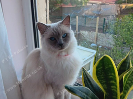 Blue colour point Female for sale.