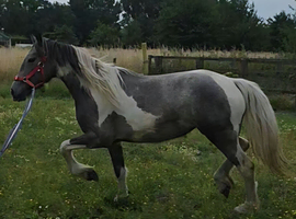 Beautiful blue and white filly
