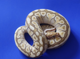 For sale Royal python