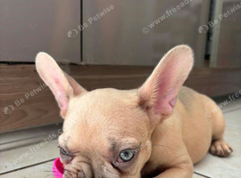 French bull dog champagne