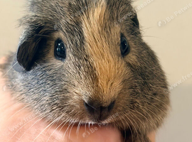 Very pretty marked baby Guineapig ready soon