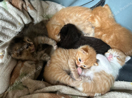 Kittens for sale