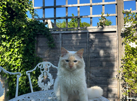 Rare Red Flame Point Male Ragdoll