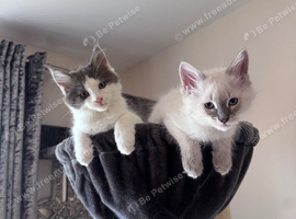 2 boy 3/4 maincoon 1/4 ragdolls kittens