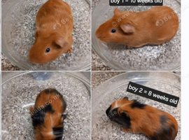 Baby guinea pigs ready now