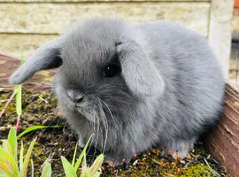 Lilac mini lops