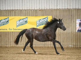 Stunning Section C Mare
