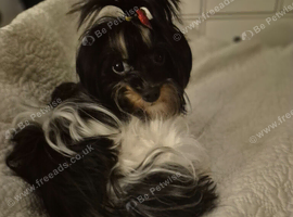 Last the most beautiful girl biewer terrier